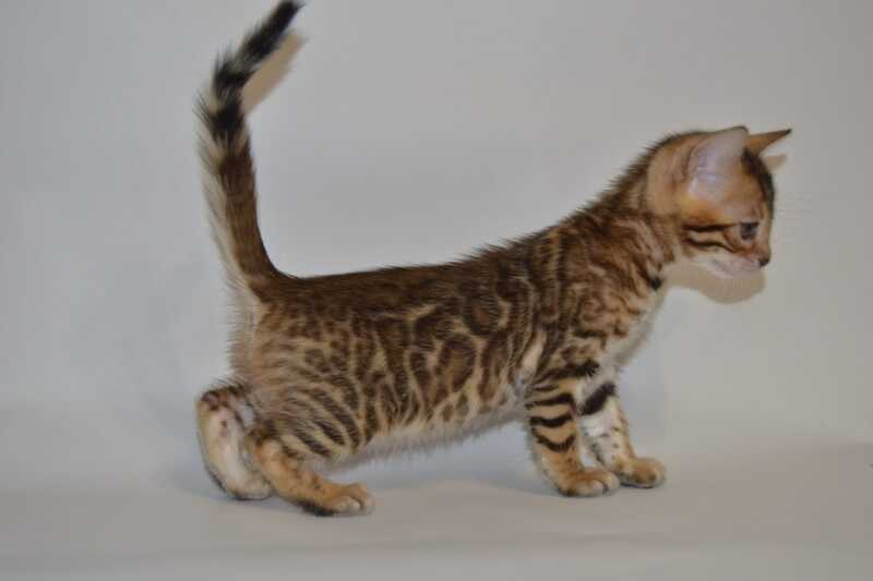 Lili Bengal female black spotted tabby - live animals