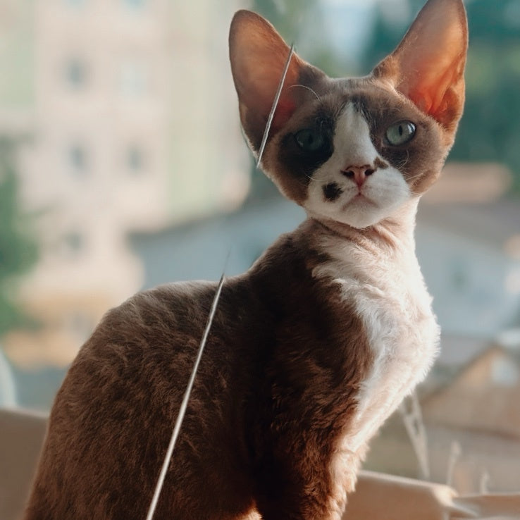Lily Devon Rex female, cinnamon bicolour