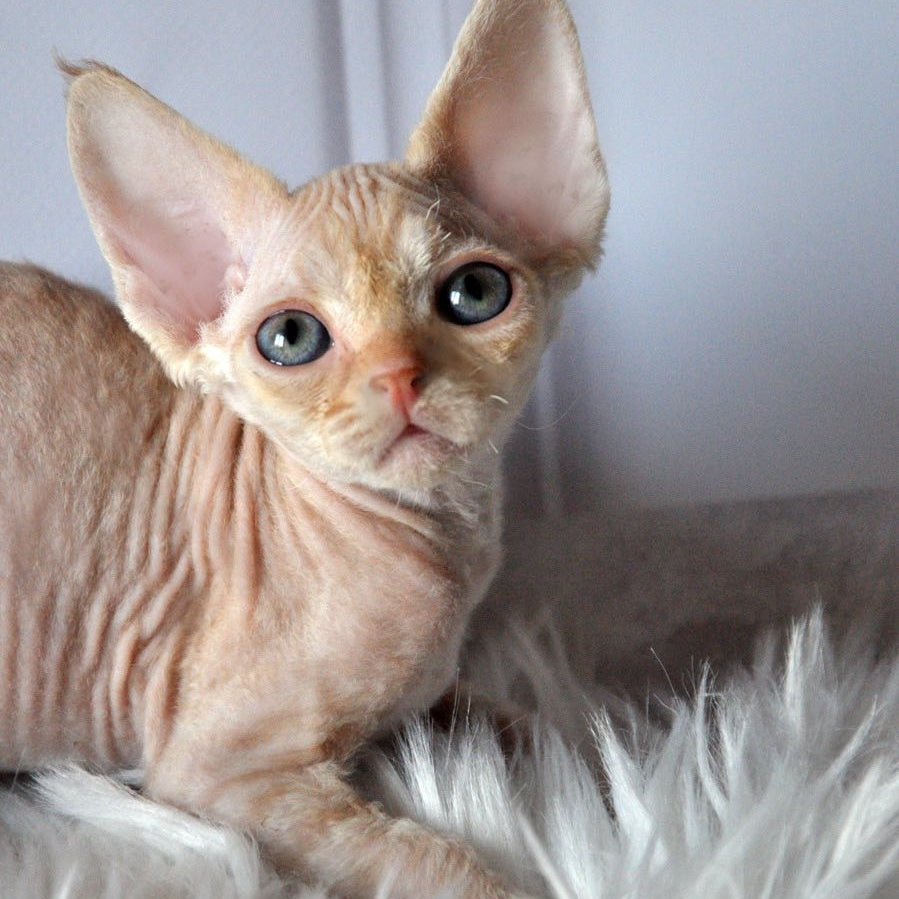 Nikov Devon Rex male, red spotted tabby