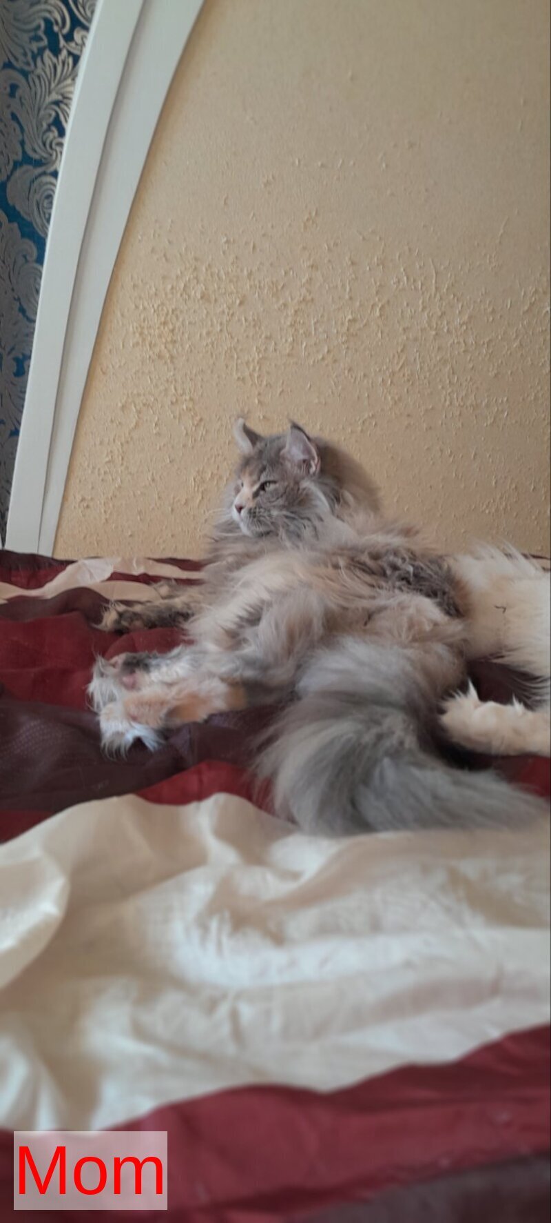Zabava Maine Coon female, black tortie silver ticked tabby