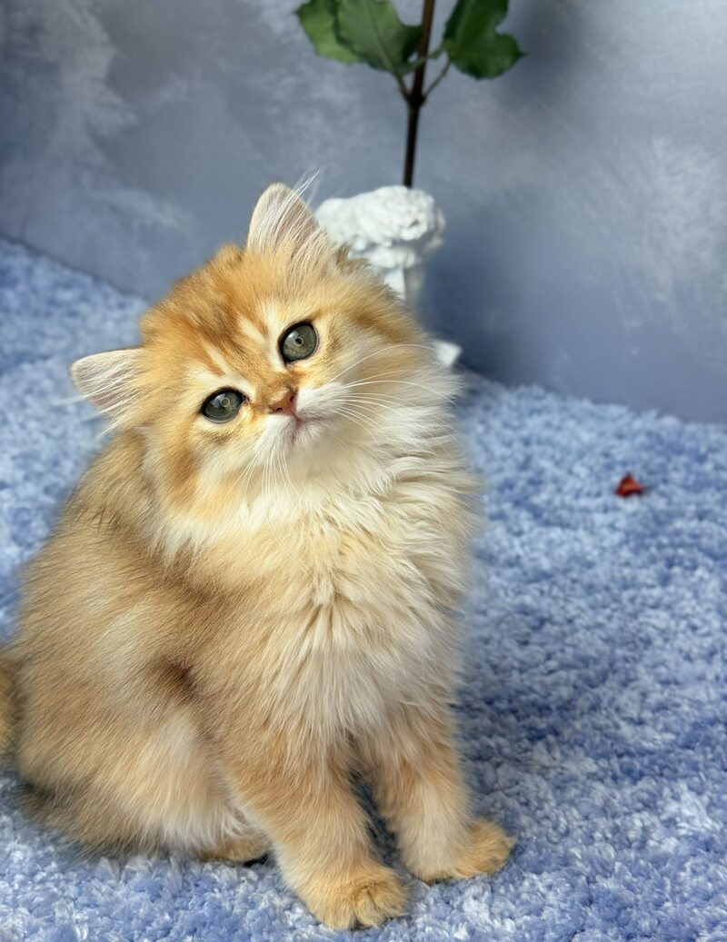 Dasha Scottish Straight female black golden shaded - live animals