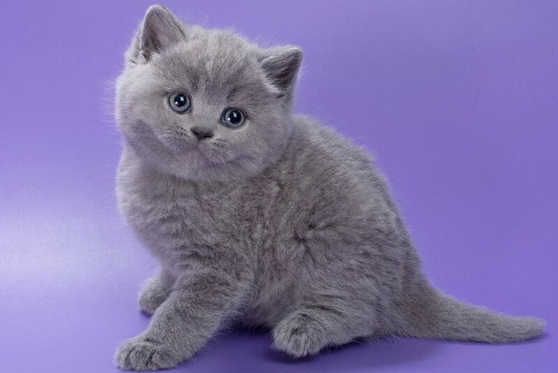Pascal British Shorthair male, blue