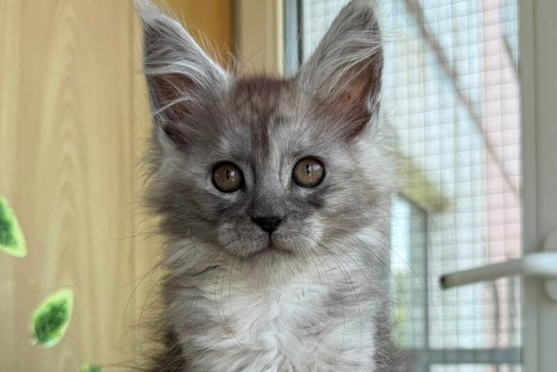 Aquara Maine Coon female, black tortie silver