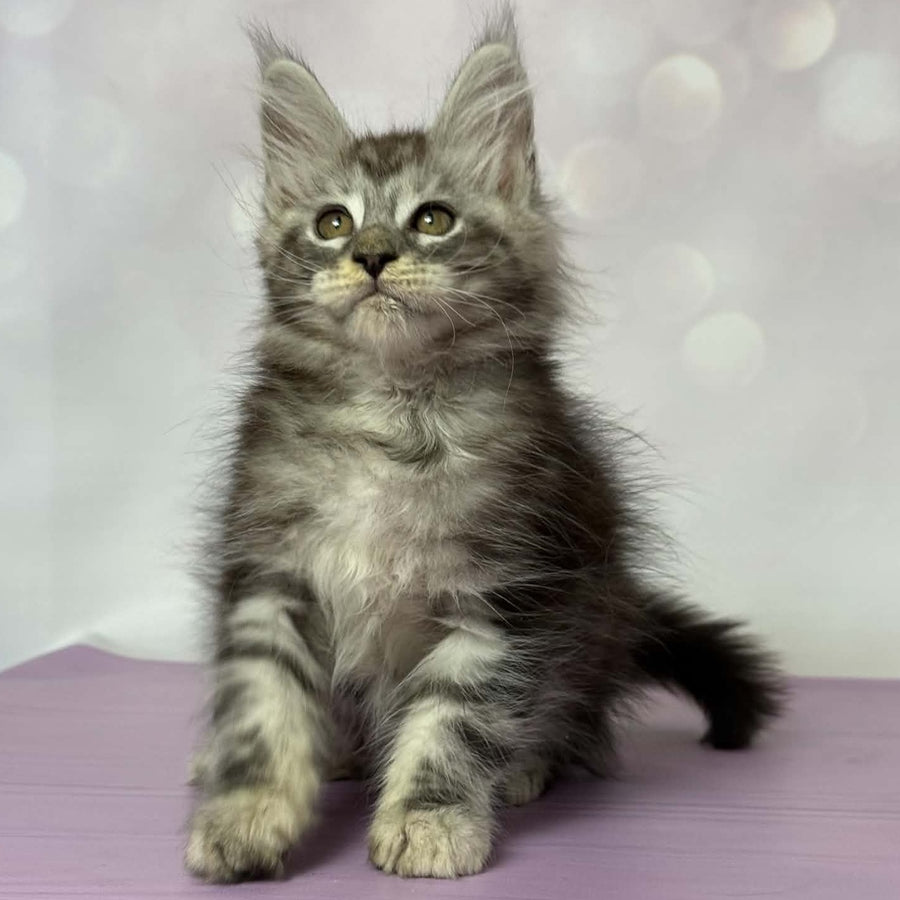 Fantik Maine Coon male, black silver tabby