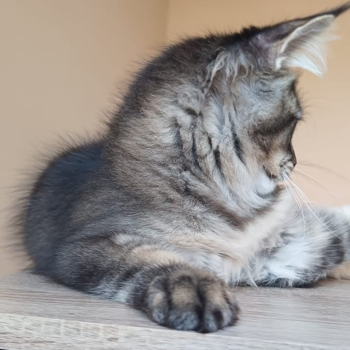 Elif Maine Coon female, black ticked tabby