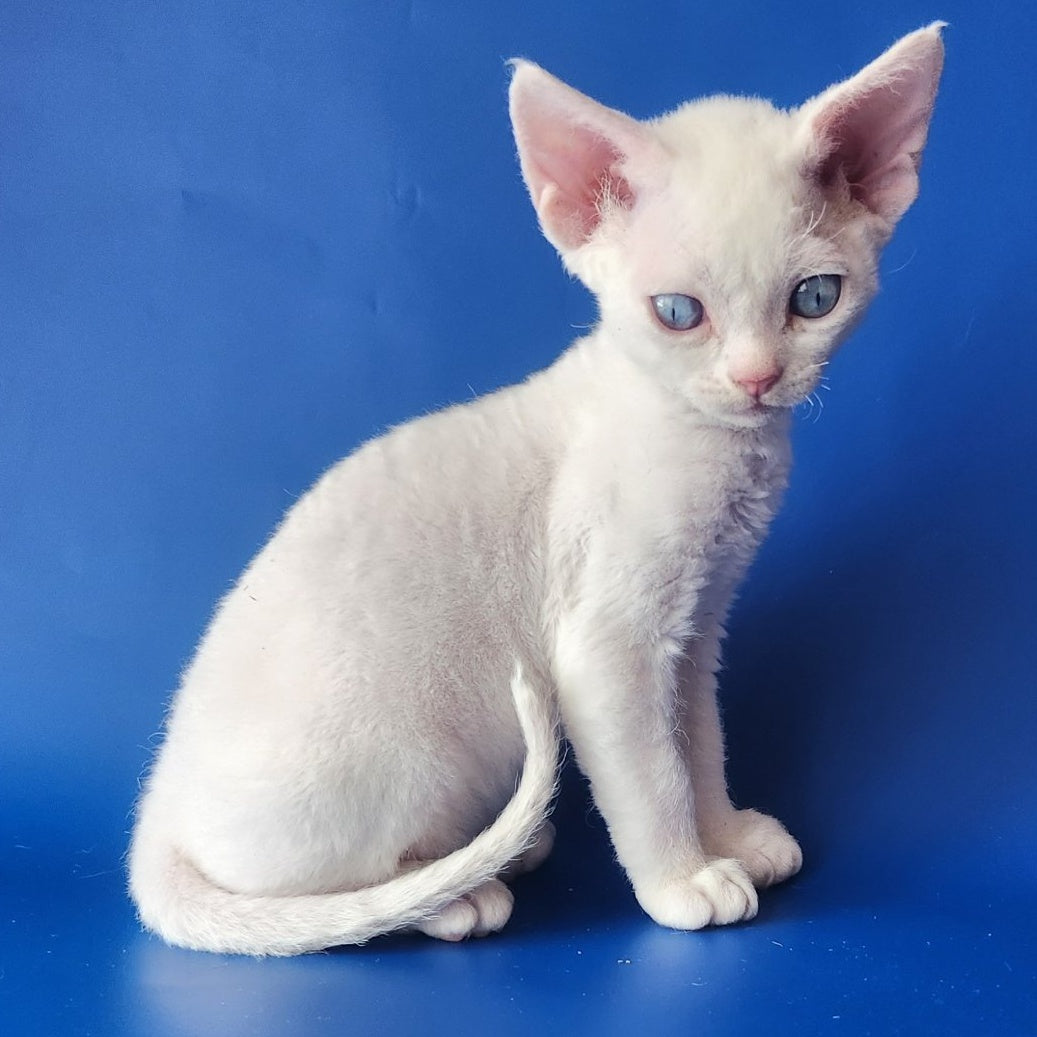 Marina Devon Rex female, white