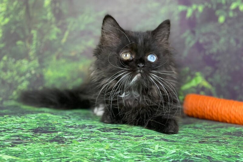 Xtrem Munchkin male, black with white