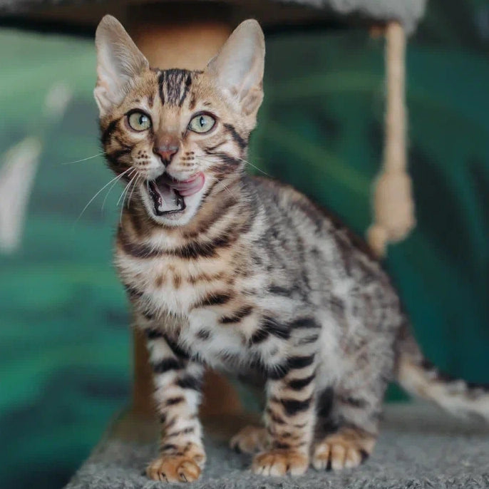 Fazan Bengal male, black spotted tabby