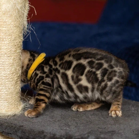 Waneta Bengal female, black spotted tabby