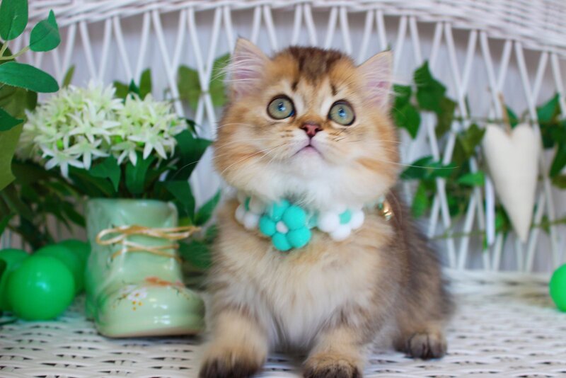 Calvin Munchkin male, chocolate golden ticked tabby
