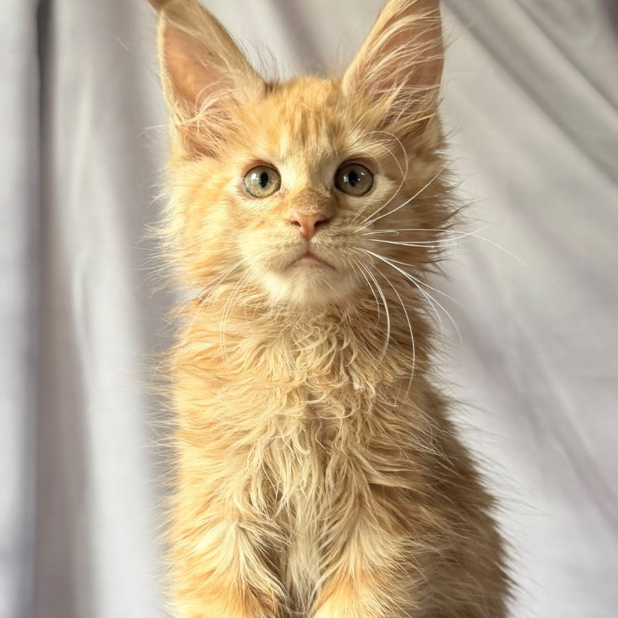 Nexus Maine Coon polydactyl 7x6x6x6 male, red