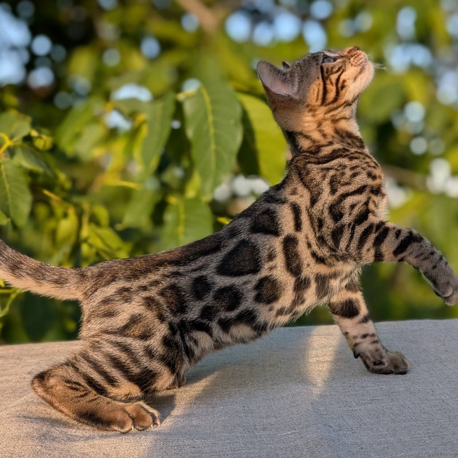 Zlatan Bengal male, black spotted tabby