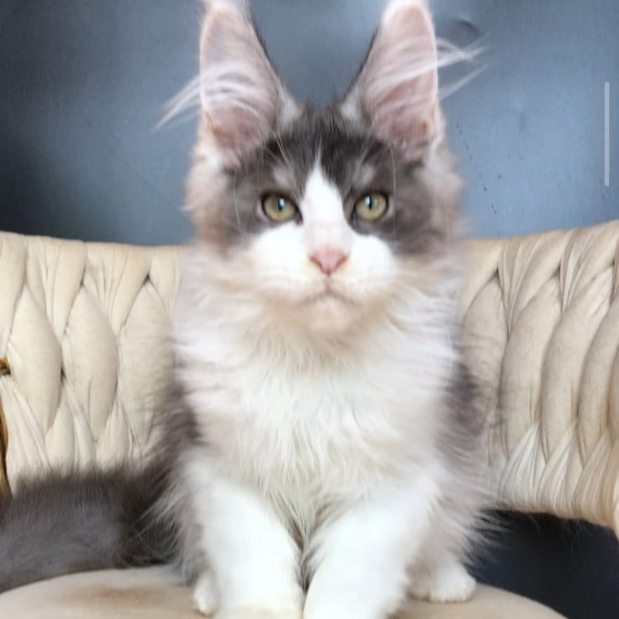 Casanova Maine Coon male, black silver bicolour