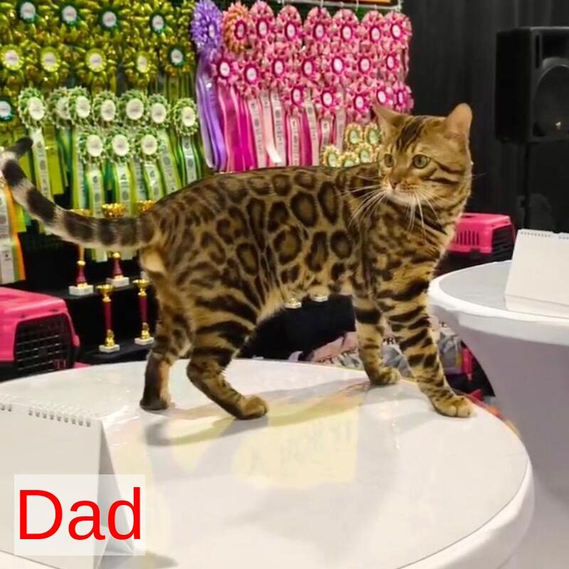 Fortuna Bengal female black spotted tabby - live animals