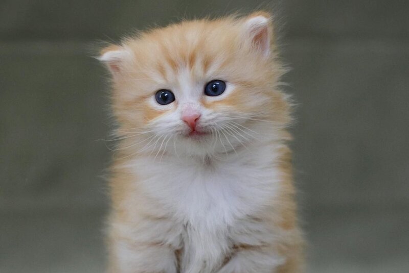 FanFan Siberian male, red spotted tabby bicolour