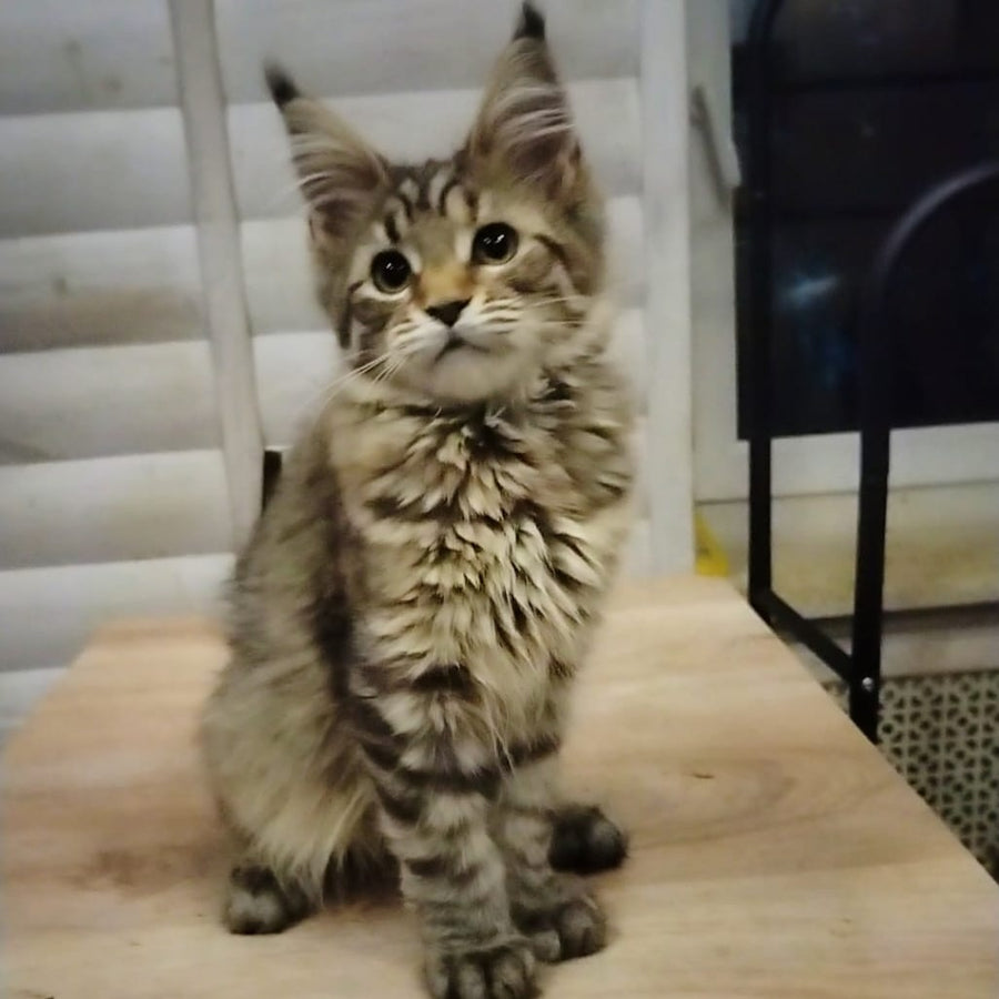 Yesenia Maine Coon female, black tortie tabby