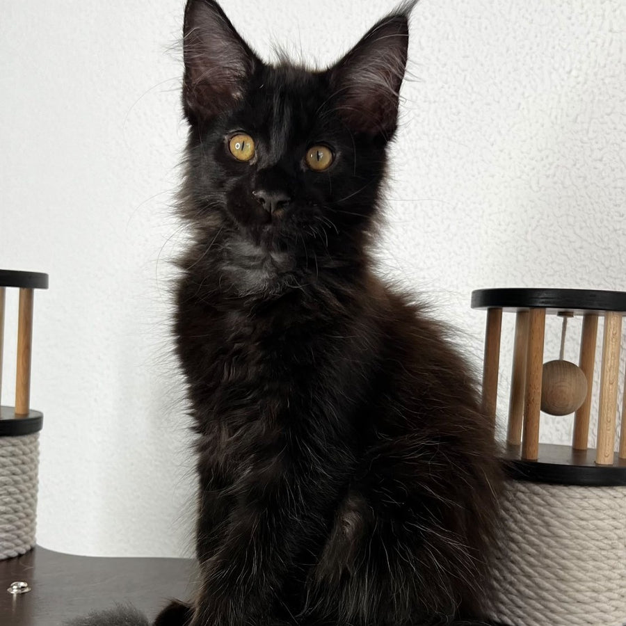 Baloo Maine Coon male, black