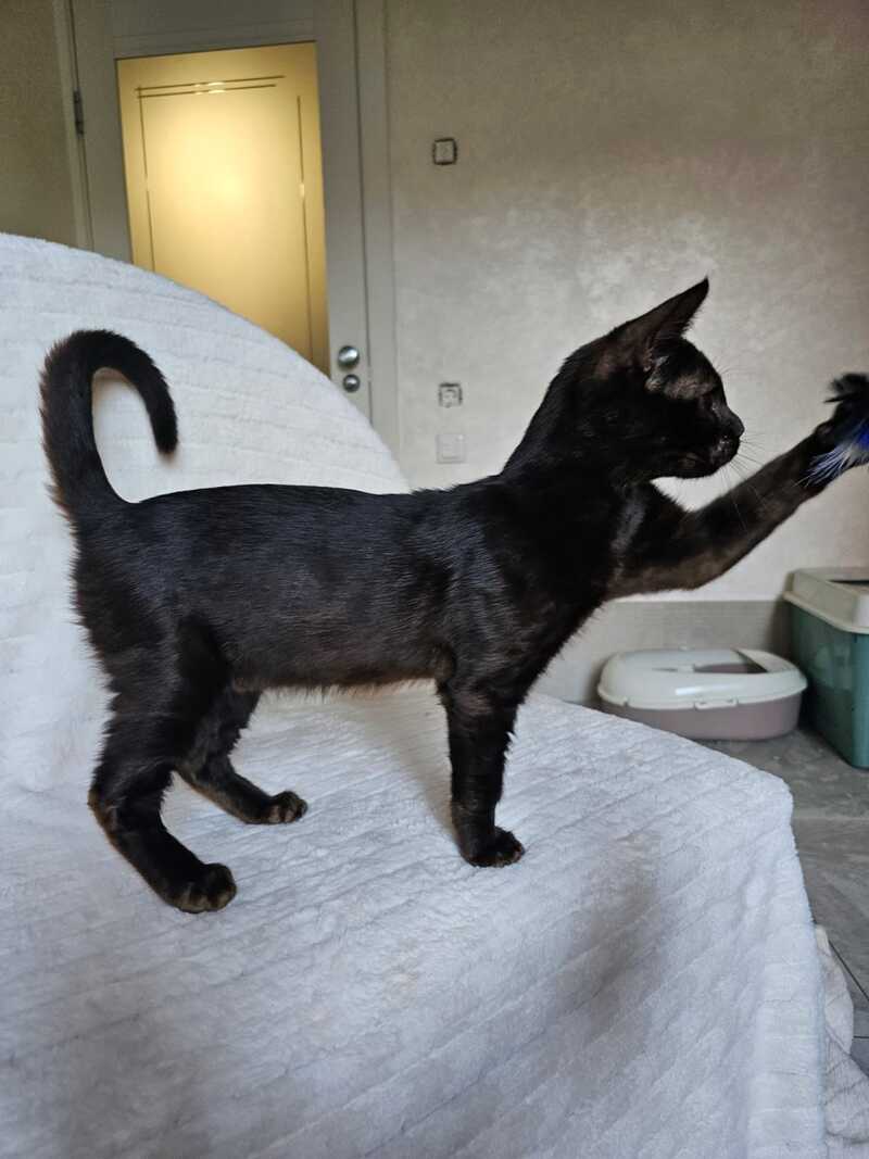 Poker Bengal male, black