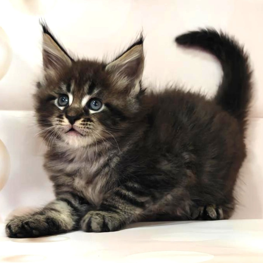 Mustang Maine Coon male, black tabby