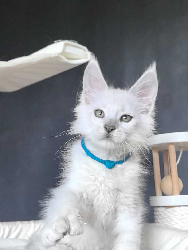 Urman Maine Coon polydactyl male, black silver chinchilla