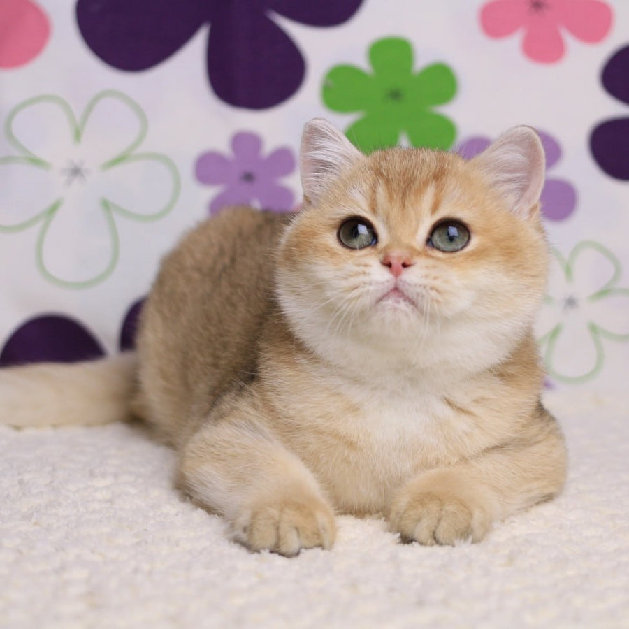Taya British Shorthair female, black golden shaded