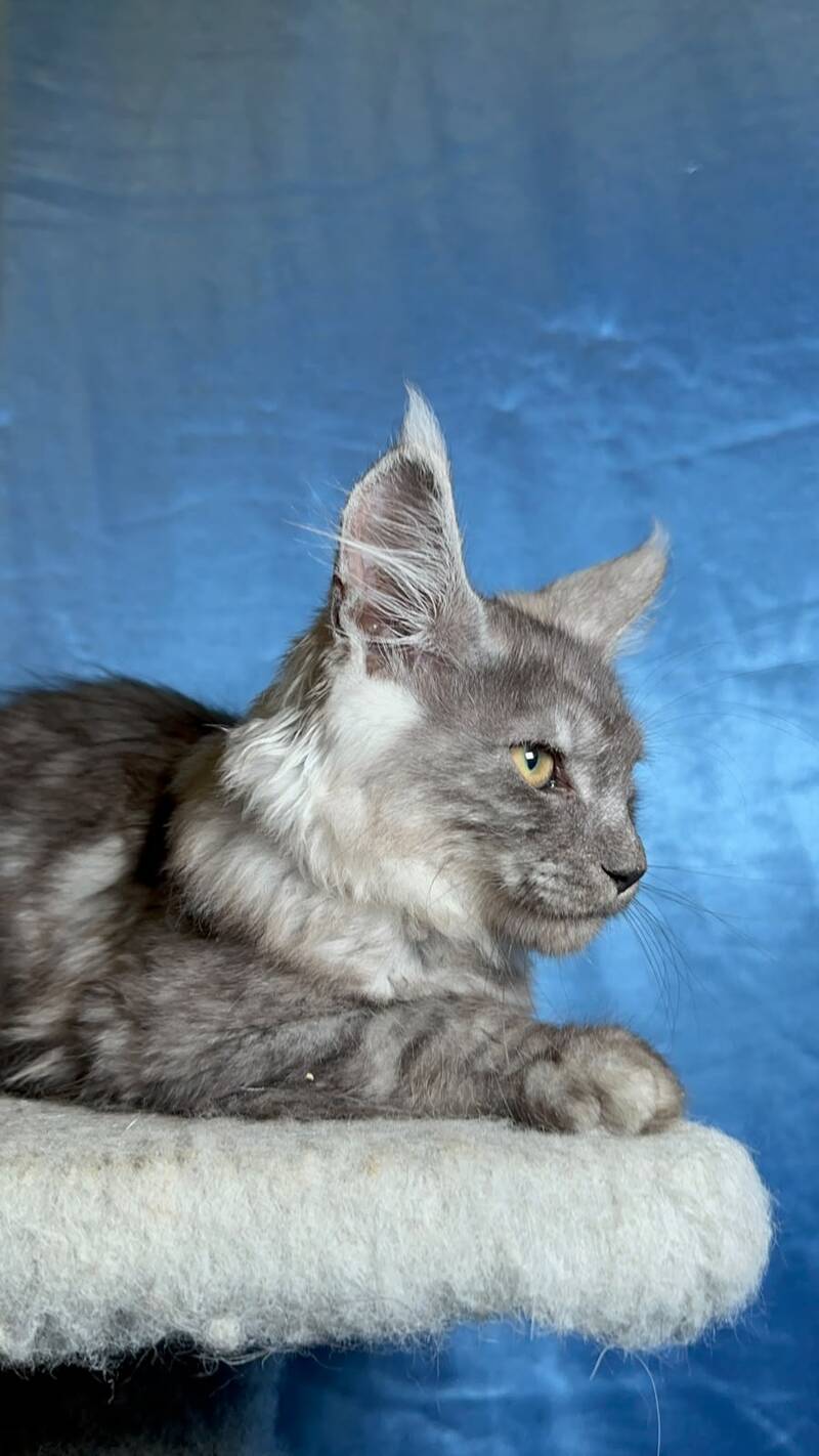 Michael Maine Coon male, black silver