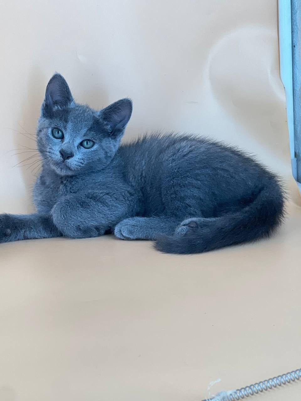 Kajra Russian Blue female, blue
