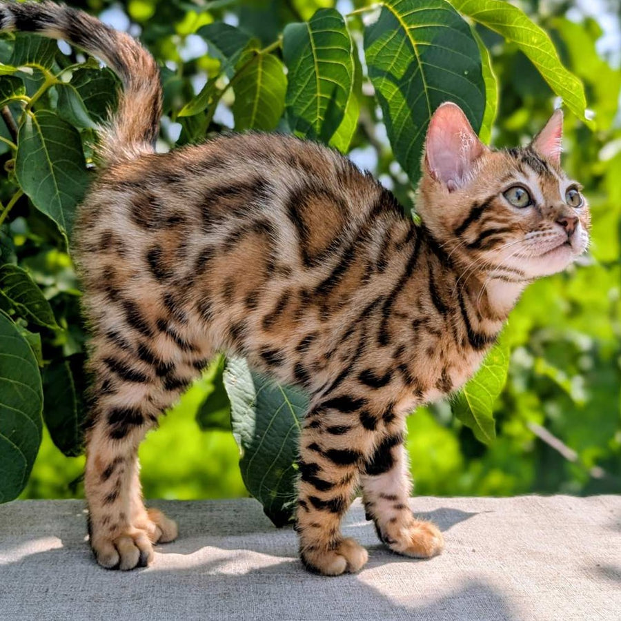 Zeus Bengal male, black spotted tabby