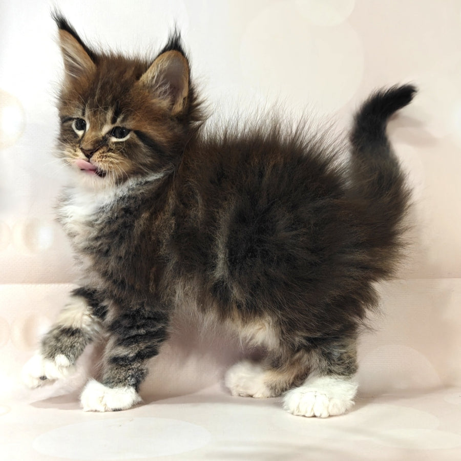 Sheriff Maine Coon polydactyl 6x6x6x6 male, black tabby with white