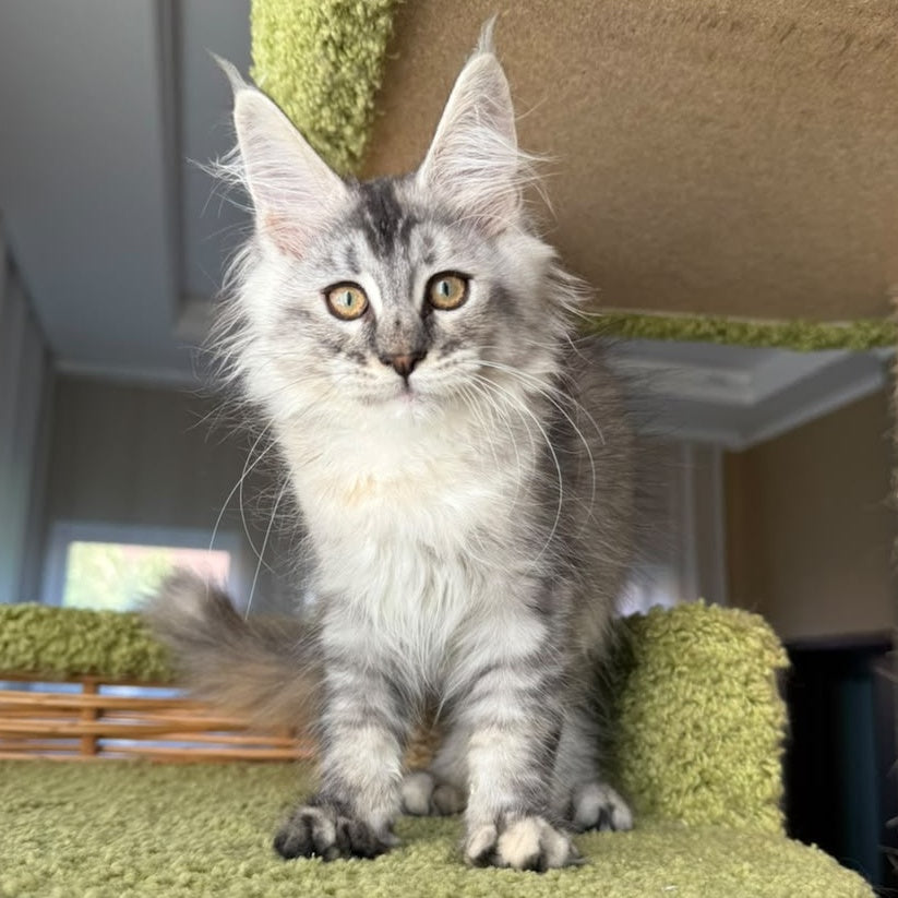 Jamaica Maine Coon female, black tortie silver ticked tabby