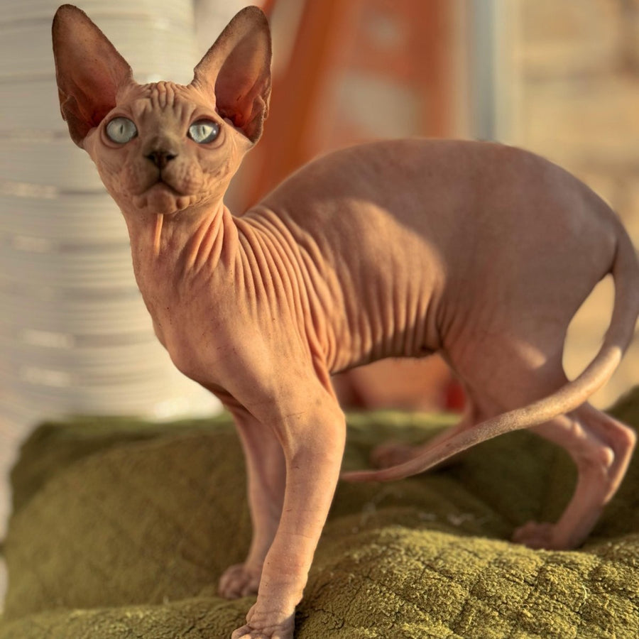 Fiona Canadian Sphynx female, blue pointed
