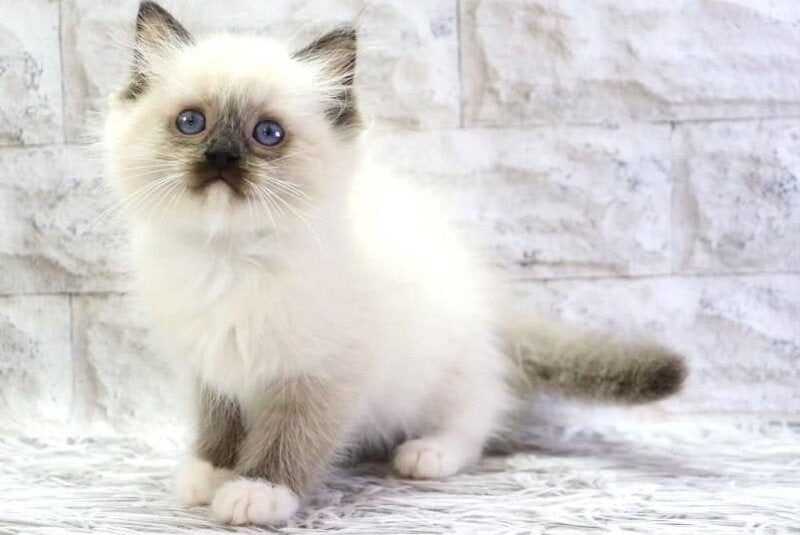 Hercules Ragdoll male, seal mitted