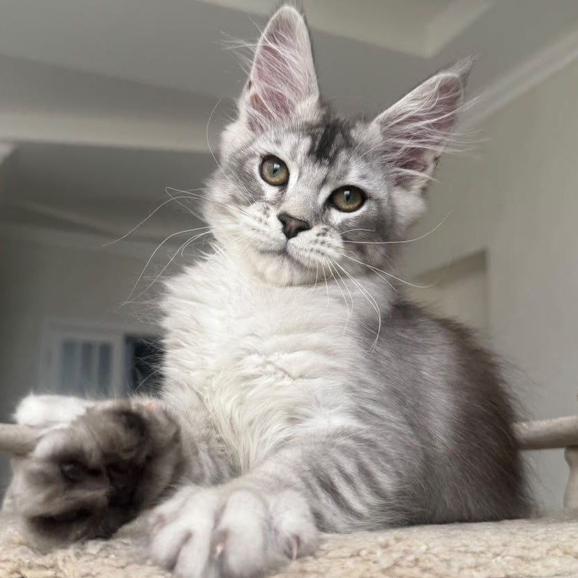 Pegasus Maine Coon male, black silver tabby