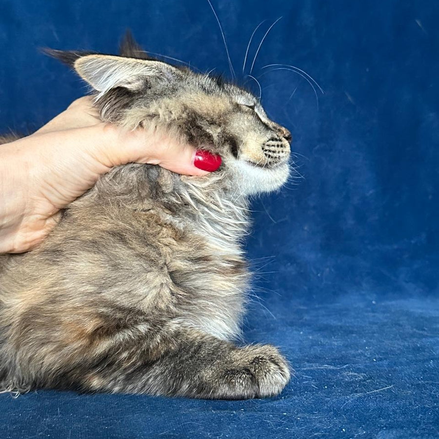 Lapushka Maine Coon ffemale, black tortie ticked tabby