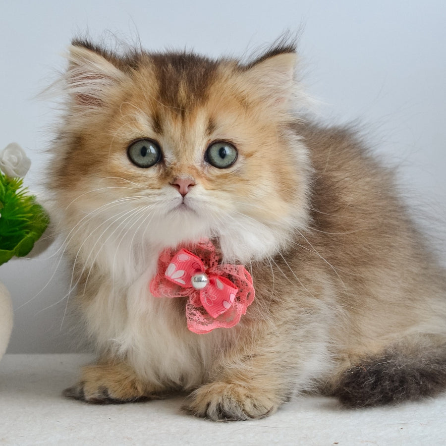 Ivie Munchkin female, black golden ticked tabby