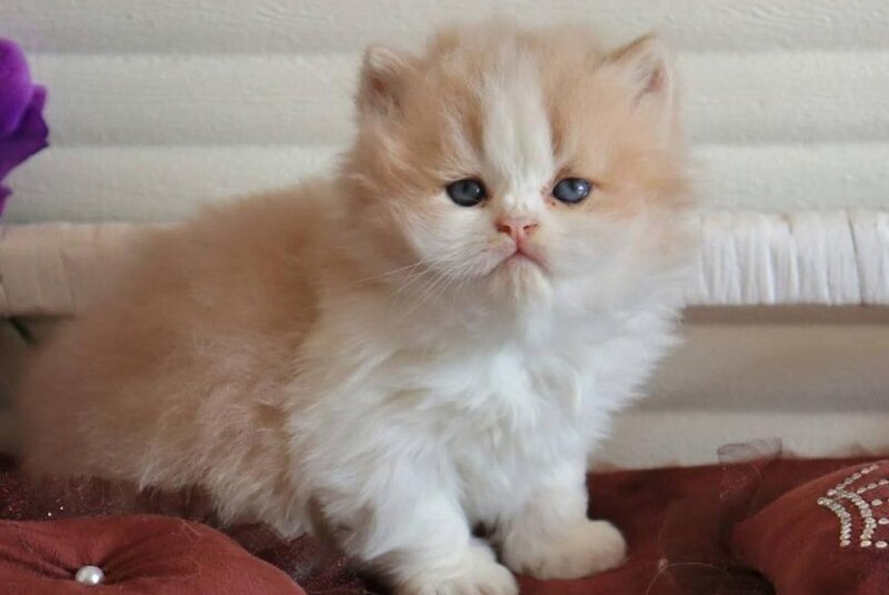 Salem British Longhair male, fawn bicolour
