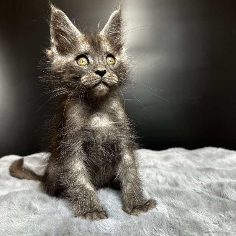 Benjamin Maine Coon male black silver - live animals