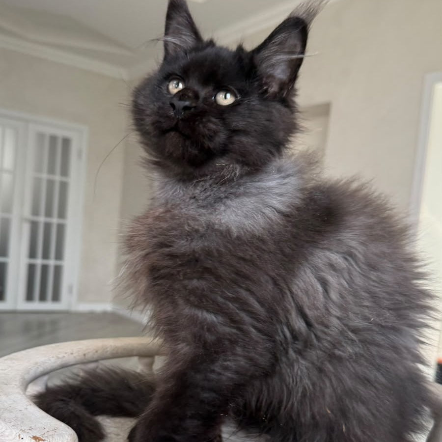 Tibet Maine Coon male, black silver