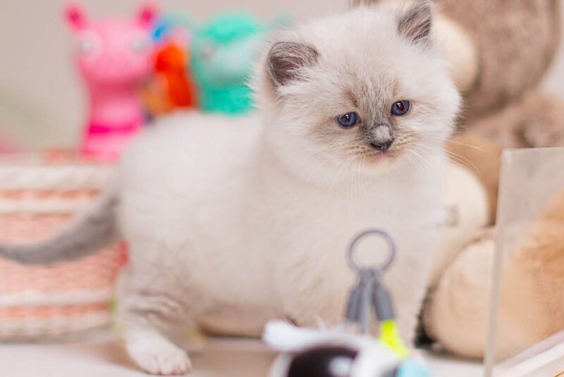 Whitney Ragdoll female, blue mitted