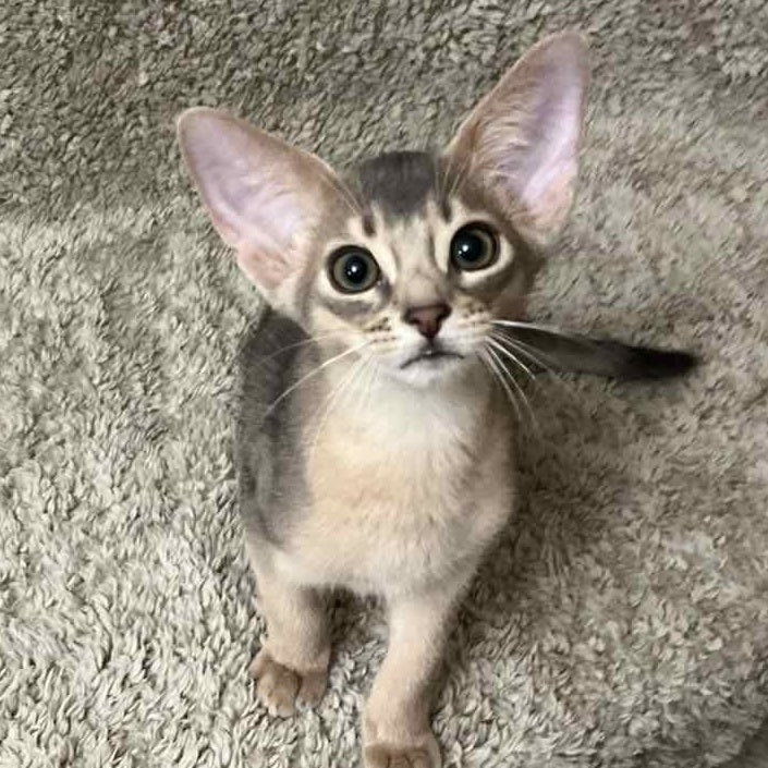 Henri Abyssinian male, blue
