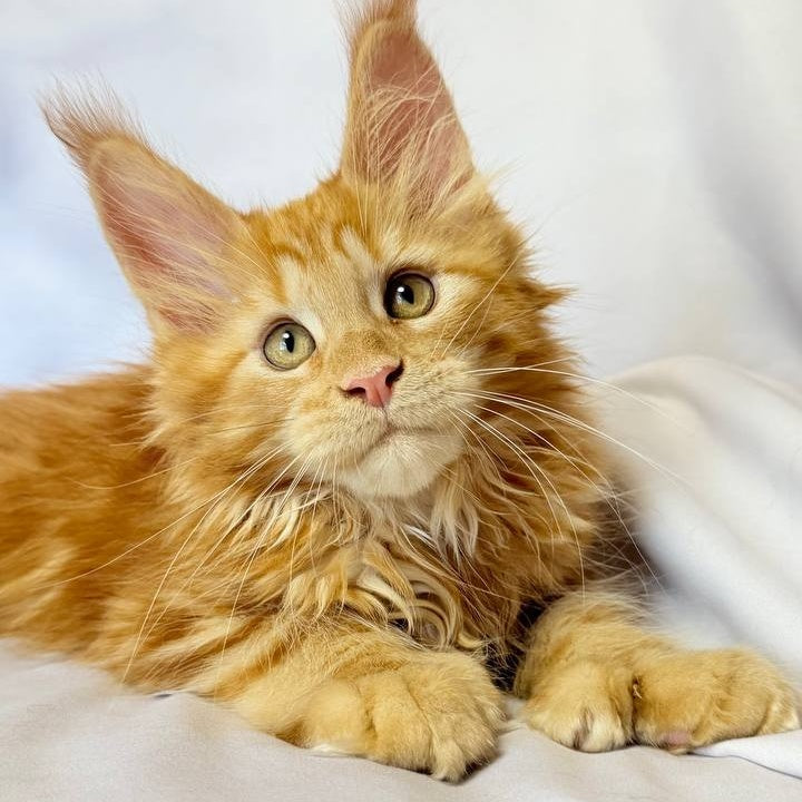 Mufasa Maine Coon polydactyl 6x6x6x6 male, red with white