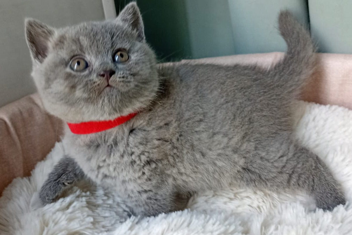 Germiona British Shorthair female, blue