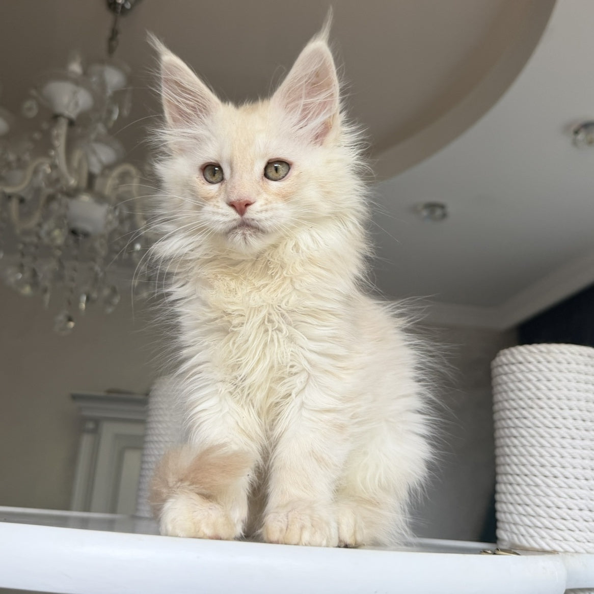 Darvin Maine Coon male, cream silver tabby