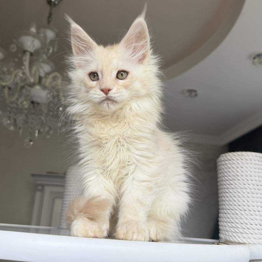 Darvin Maine Coon male, cream silver tabby