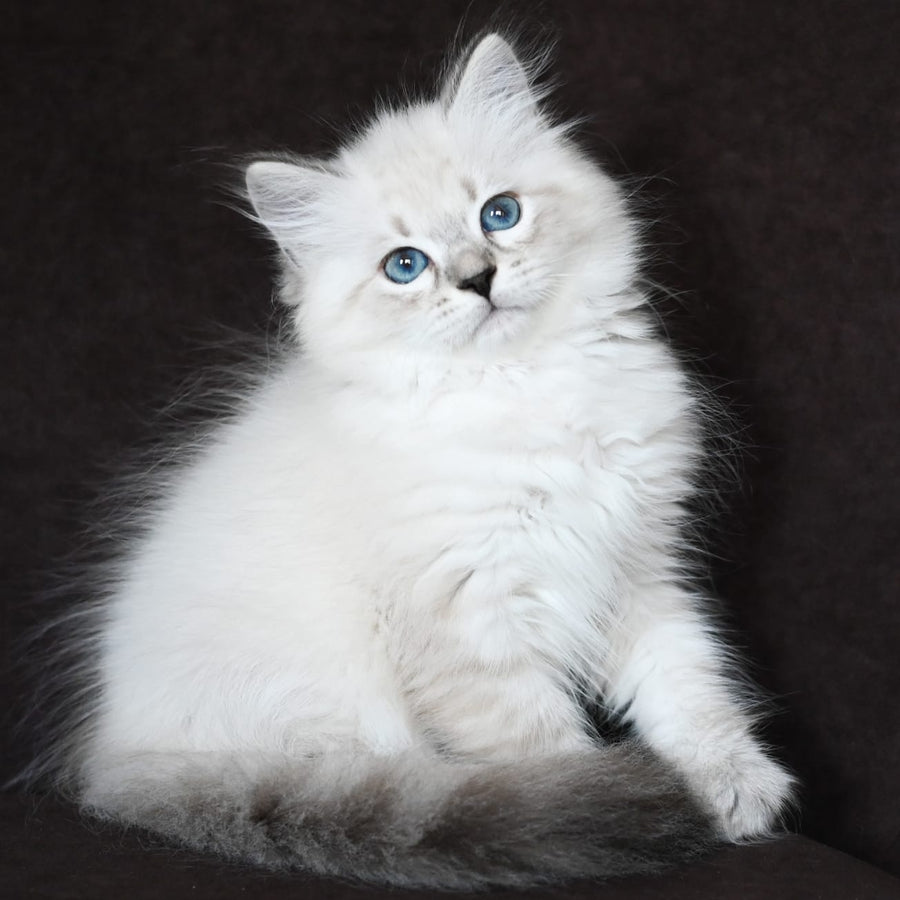 Kim Siberian male, seal tabby pointed