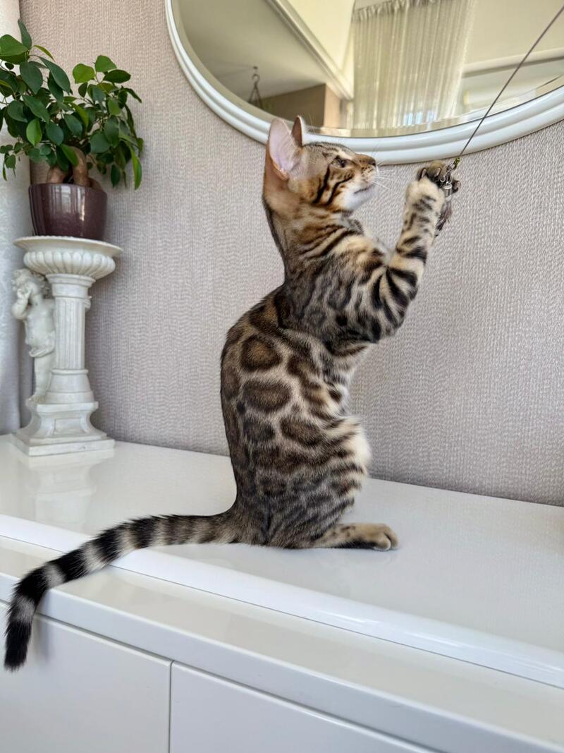 Elly Bengal female black spotted tabby - live animals