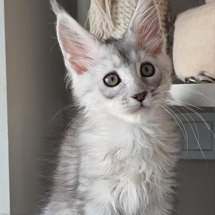 Eveta Maine Coon female, black silver tabby