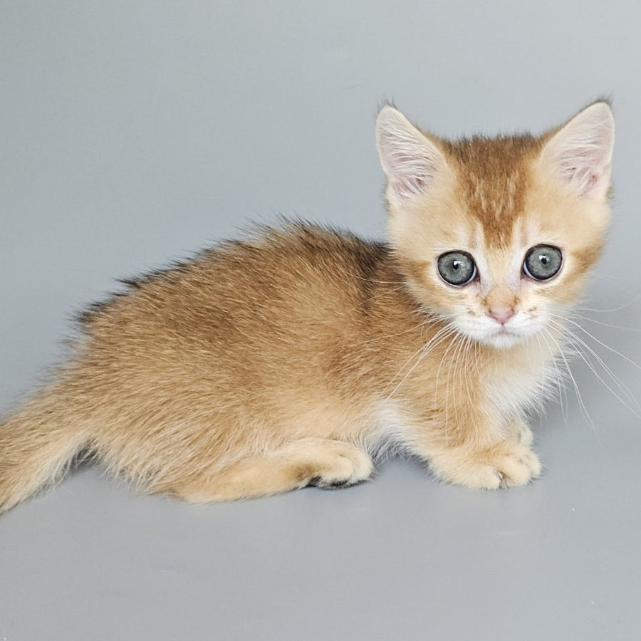 Bublik Munchkin male, black golden shaded