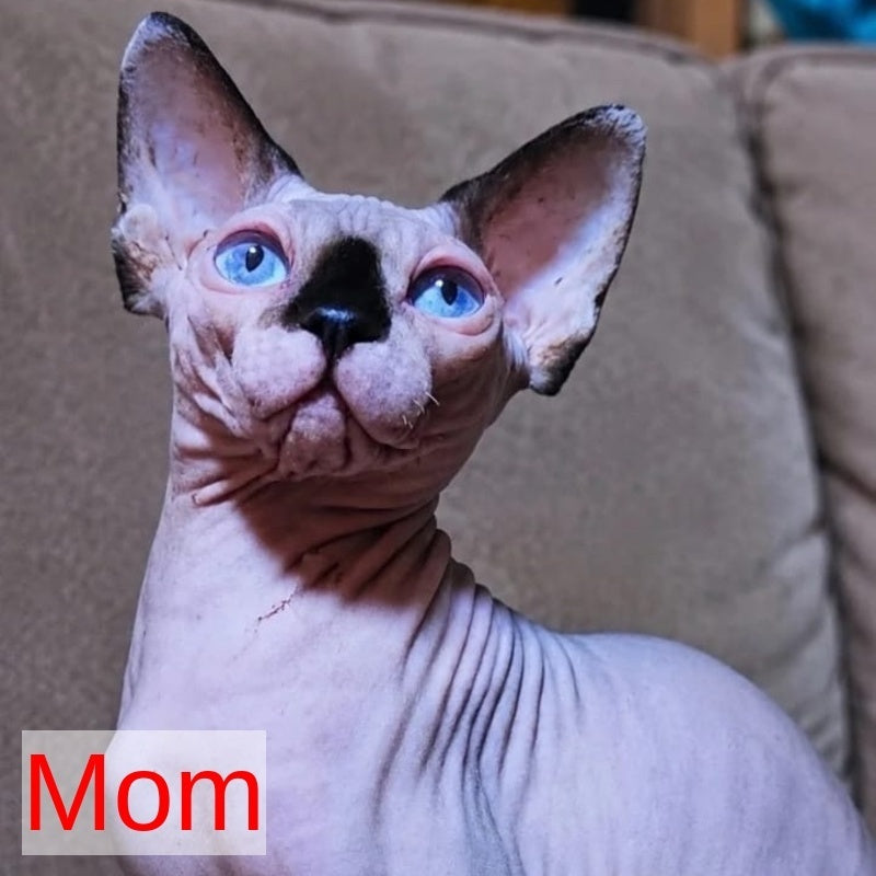 Baly Canadian Sphynx male, black pointed bicolour