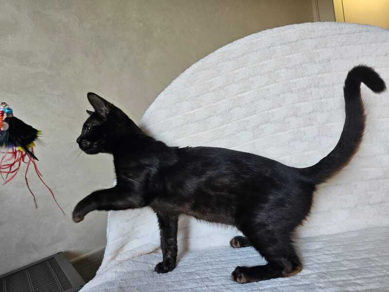 Poker Bengal male, black